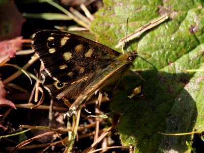 Speckled Wood photo
