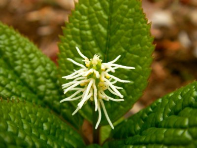 ヒトリシズカ[一人静][Chloranthus japonicus]-花