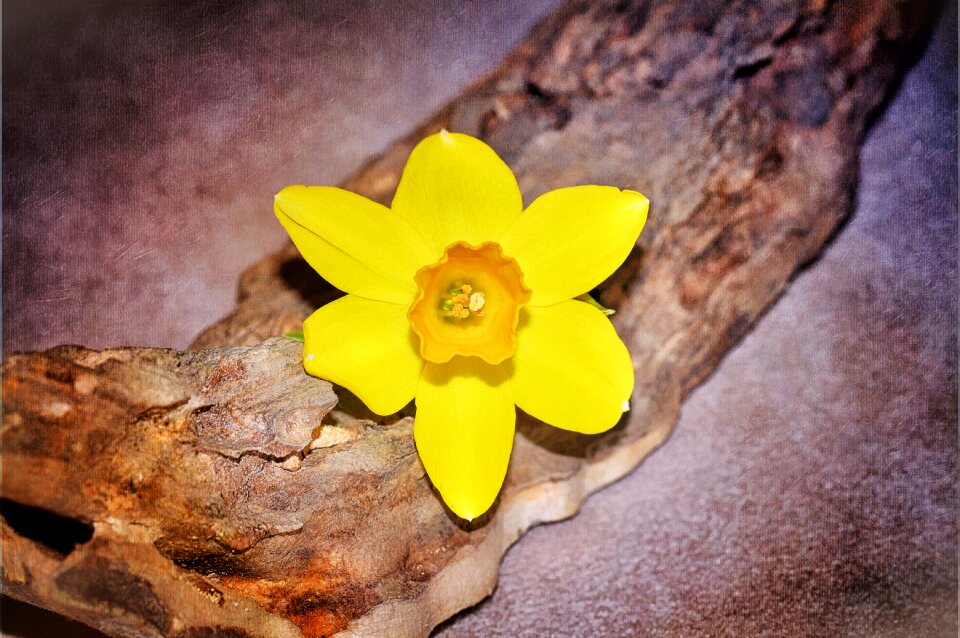 Bloom yellow wood piece