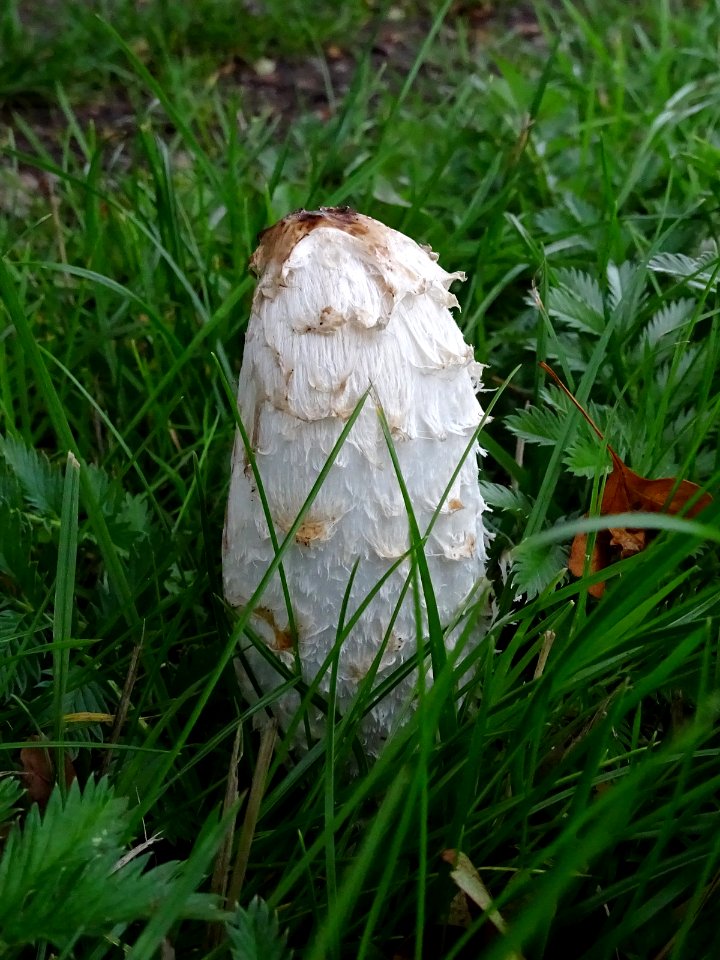 Autumnal Fungus