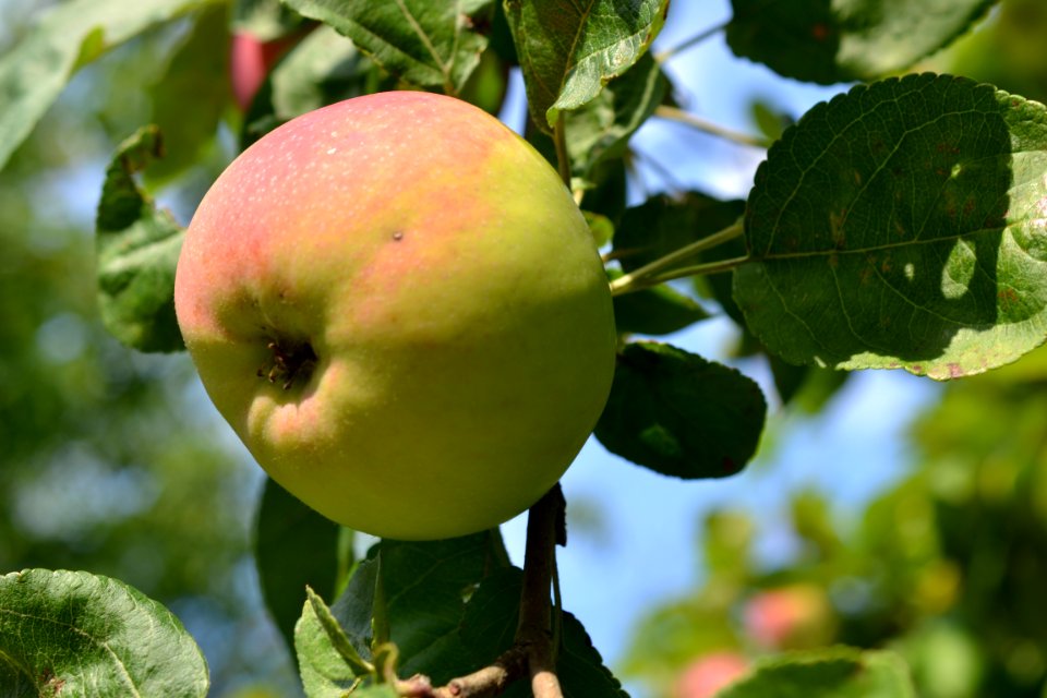 Apple