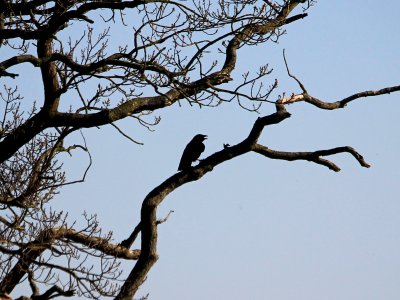 Crow C photo
