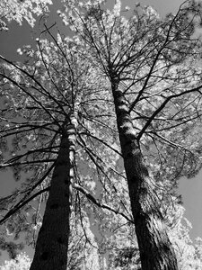 Fir trees forest black and white