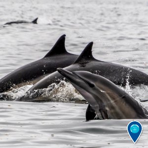 MBNMS common dolphins breaching
