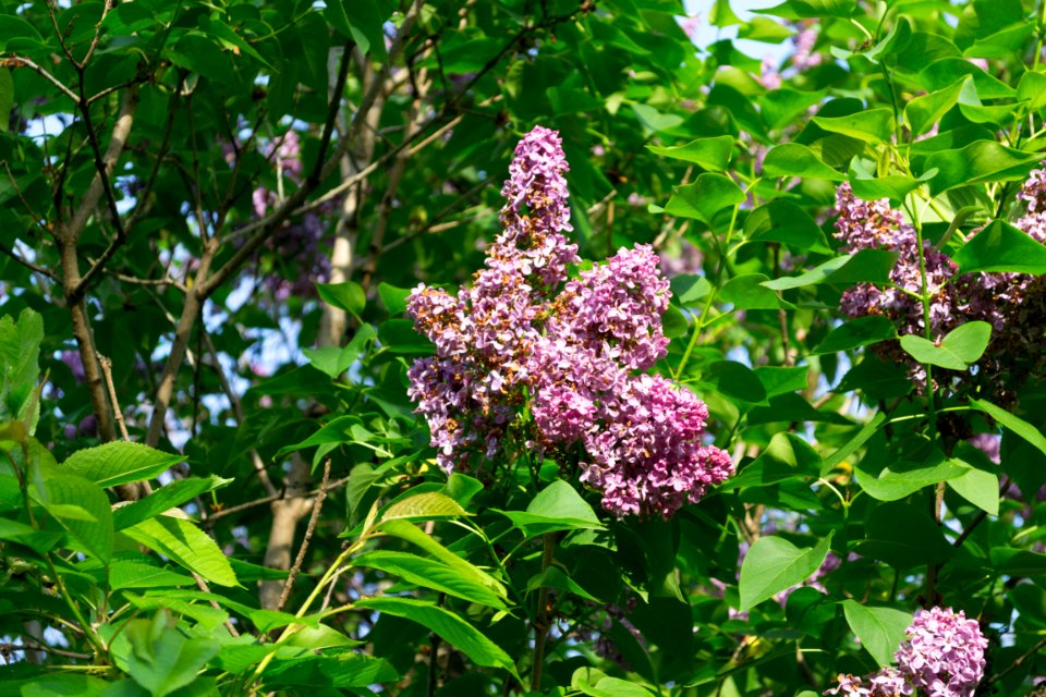 lilac