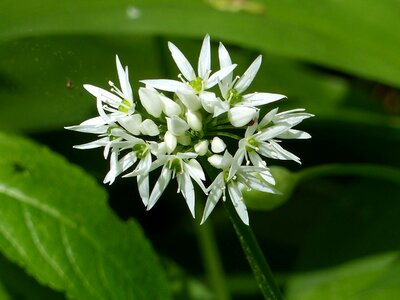 White green leaf