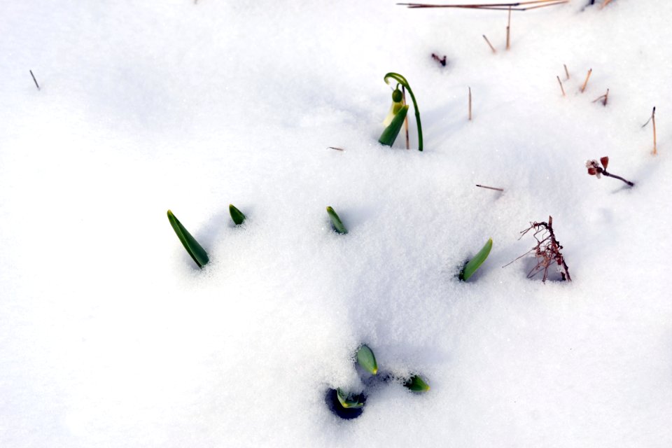 Winter