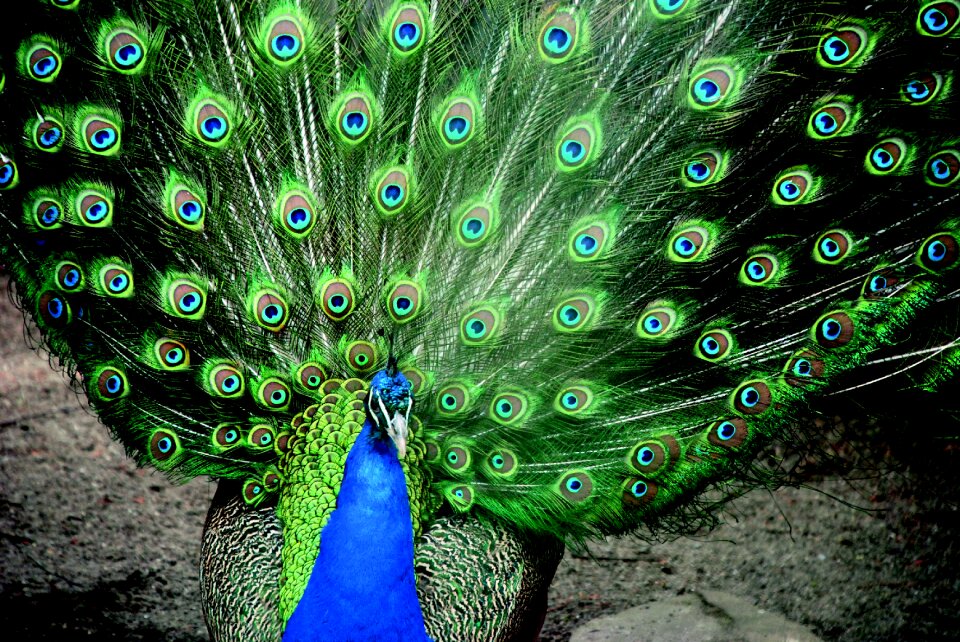 Wheel feather plumage