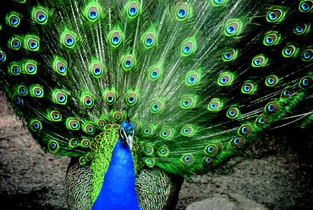 Wheel feather plumage photo