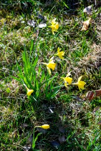 daffodils