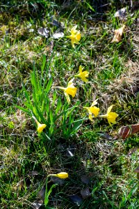 daffodils photo