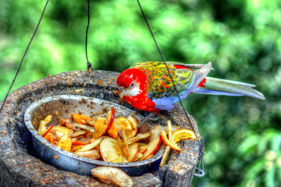 By feeding bird food parrot