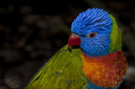 Colors beak bird photo