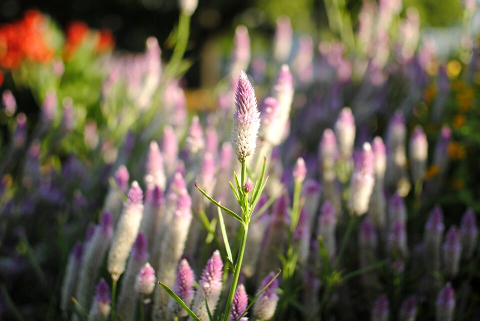 Garden nature landscape garden