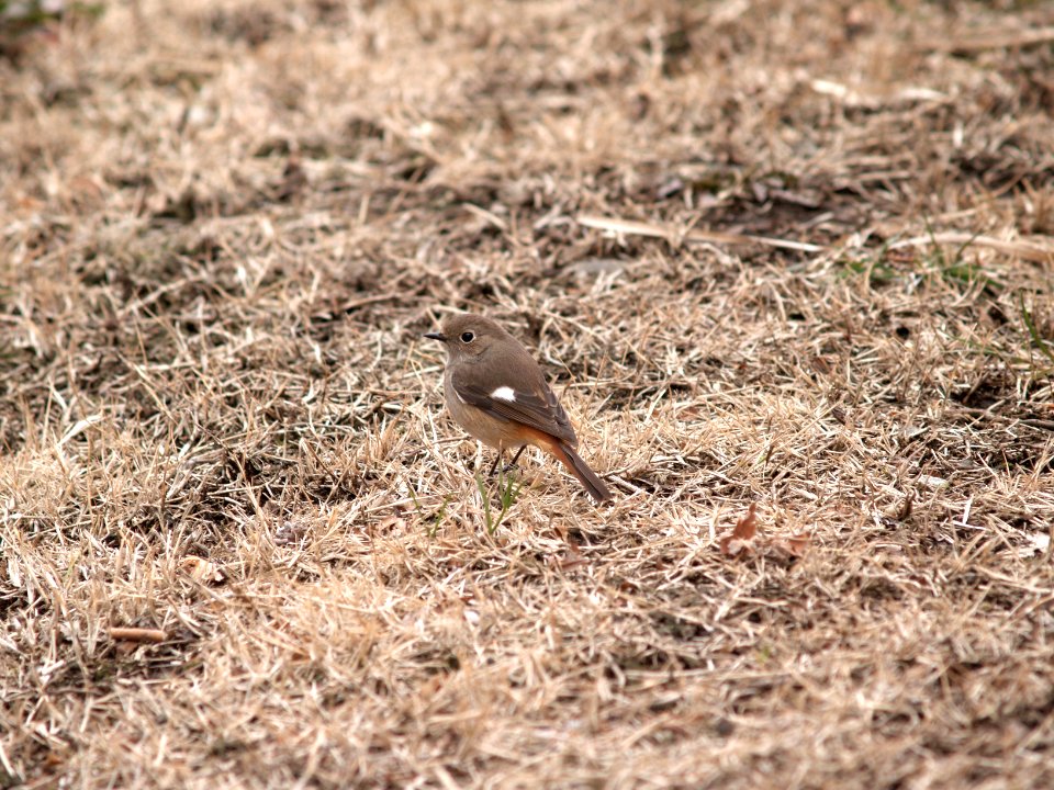 ジョウビタキ[尉鶲:常鶲] [Daurian redstart] [Phoenicurus auroreus Pallas]-雌