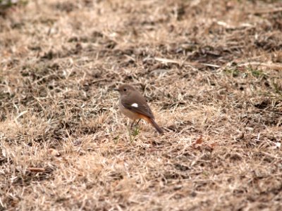 ジョウビタキ[尉鶲:常鶲] [Daurian redstart] [Phoenicurus auroreus Pallas]-雌