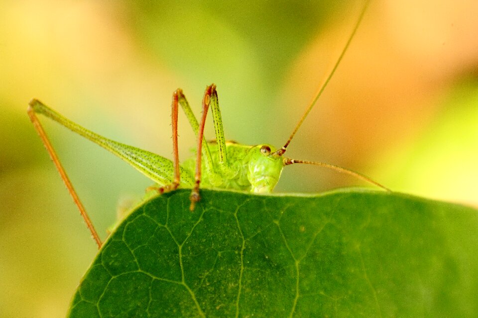 Close up nature green photo