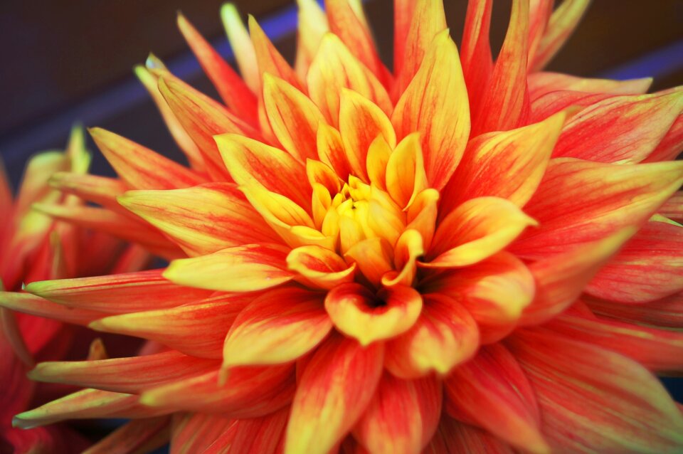 Summer blossom petal