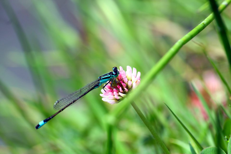 Libellule bleue photo