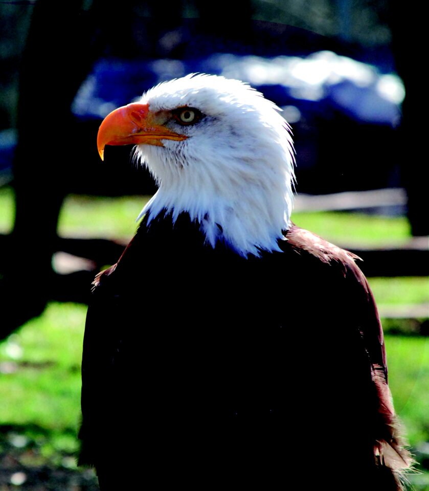 Bill head bird photo