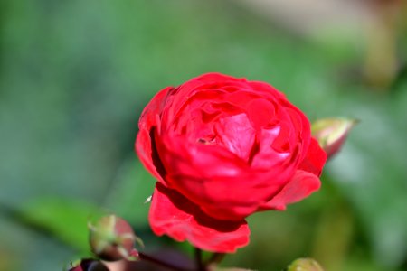 Roses photo