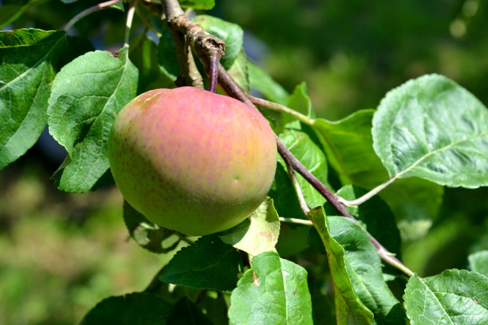 Apple