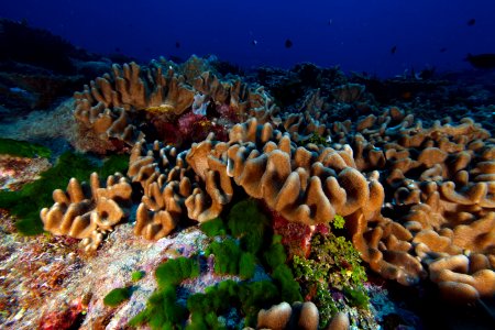 NMSAS - Sponge overgrowing dead coral photo