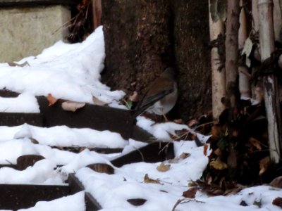 シロハラ [白腹] [Pale Thrush] [Turdus pallidus]