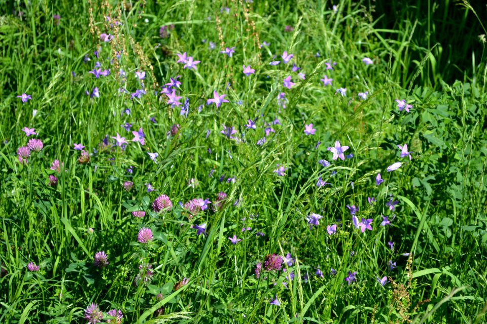 In the garden