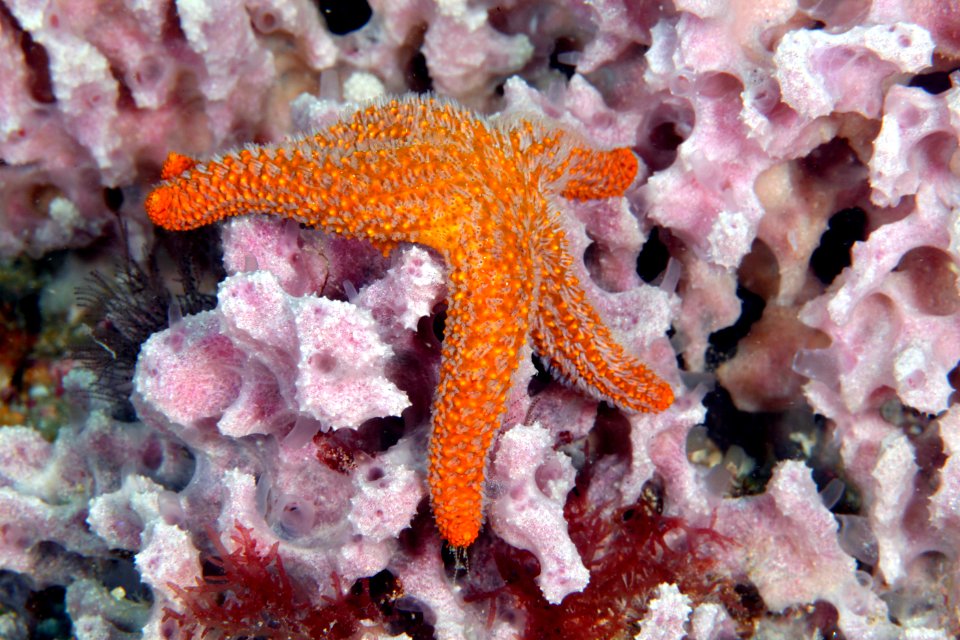 GRNMS - Sea Star On Sponge