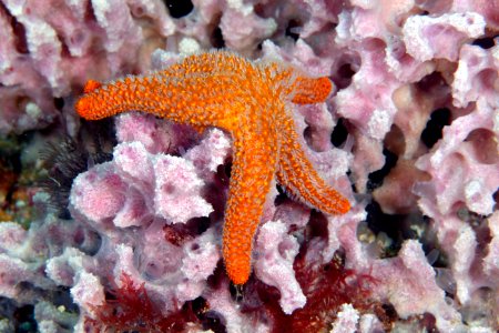 GRNMS - Sea Star On Sponge photo