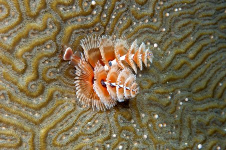 FGBNMS - FGBNMS - Christmas tree worms, coral spawning