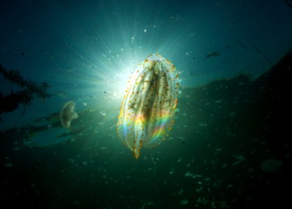 Lobate Comb Jelly