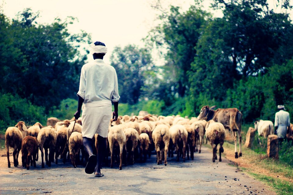 Rural animal nature