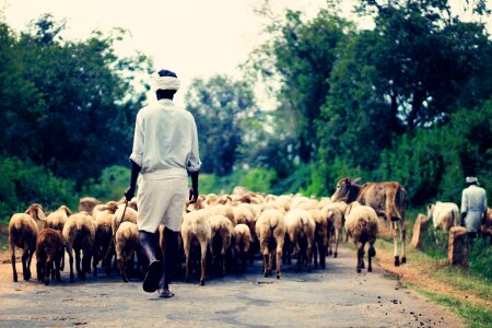 Rural animal nature