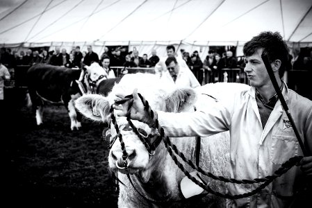 "Rope" | Scenes from Westmorland County Show - No.5 photo
