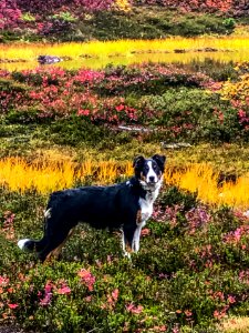 Callaghan Valley photo