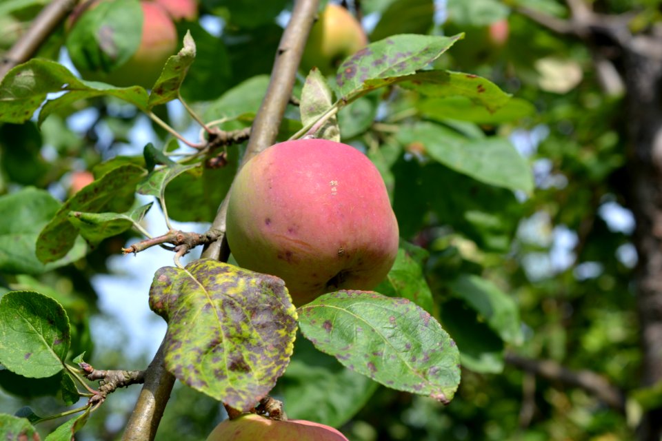 Apple