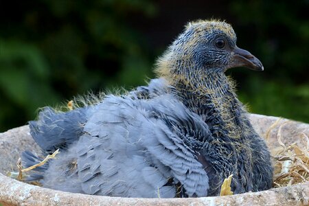 Columba young nest