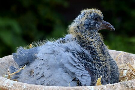 Columba young nest photo