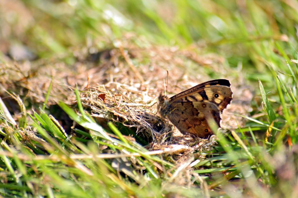 Papillon photo