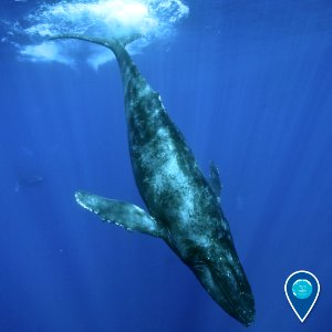 HIHWNMS humpback whale photo