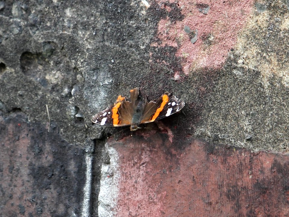Damaged Rear Admiral