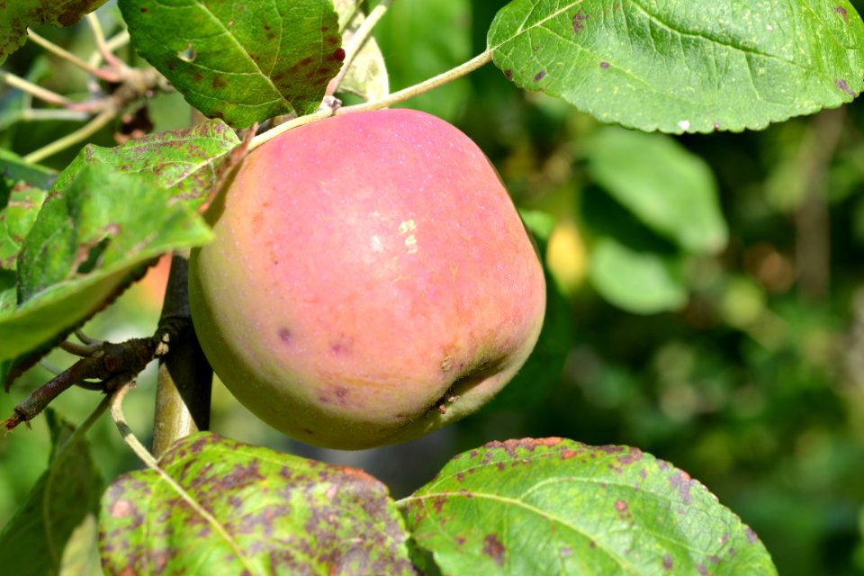 Apple