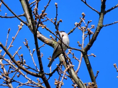 Blackcap m photo