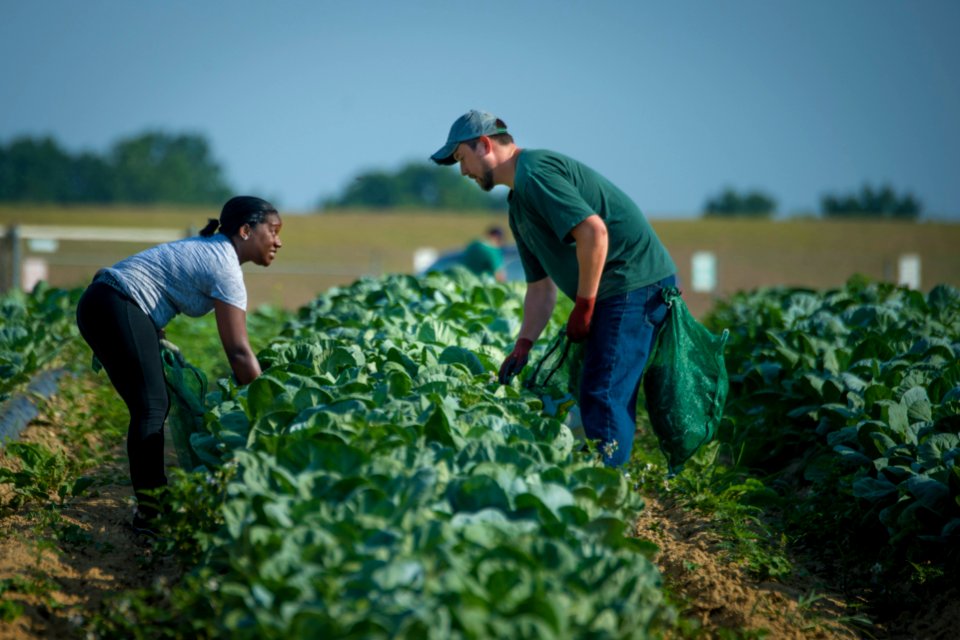 20170714-PJK-Gleaning-0563TONED