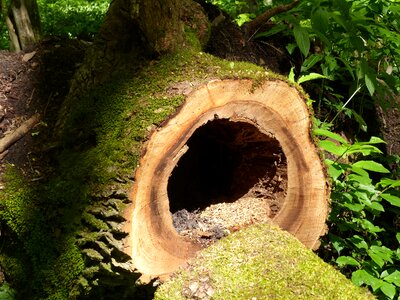 Nature spring forest