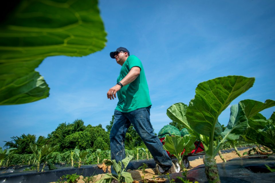 20170714-PJK-Gleaning-0539TONED
