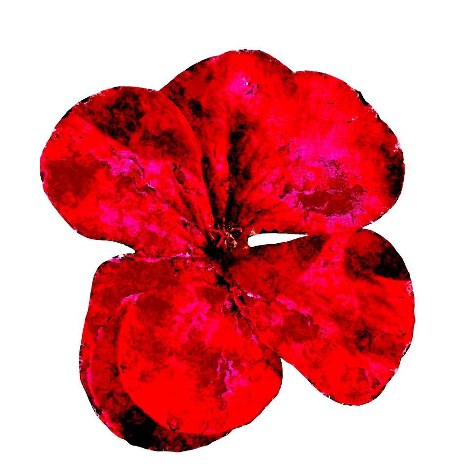 Flower of geranium with effect