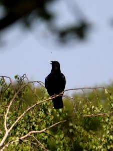 Crow photo